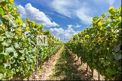 For sale Entre-Deux-Mers very attractive vineyard estate with excellent terroir, quality 