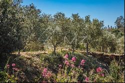 SUBLIME AGRICULTURAL PROPERTY IN PROVENCE