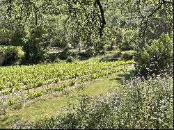 OPPORTUNITY TO SEIZE! - VINEYARD PROPERTY GULF OF SAINT-TROPEZ