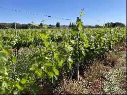 PDO CoTES DE PROVENCE WINE-GROWING ESTATE