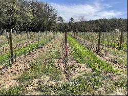 LUXURY WINE TOURISM ESTATE IN THE VAR