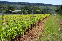 Elegant vineyard property AOP of the Languedoc 38 ha with modern cellar and house