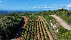 Isolated property with breathtaking views 10 ha, Farmhouse and Gites, small vineyard