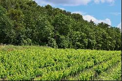 CASTLE 17th century WITH VINEYARD, 33 ha with 15 ha of organic vines