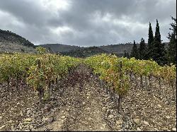 91 ha wine growing charming property in the Aude with houses and buildings