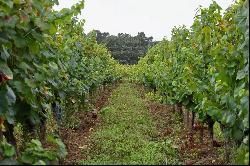 Magnificent 25 ha wine-growing property with AOP Cahors vines, with Manor House and Build