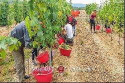 BOUTIQUE WINERY FOR SALE IN MONTEPULCIANO, TUSCANY