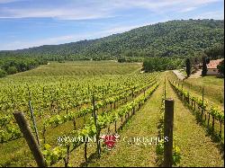 CHIANTI COLLI ARETINI WINE ESTATE FOR SALE IN CIVITELLA IN VALDICHIANA, TUSCANY