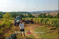 ORGANIC WINE ESTATE FOR SALE IN MAREMMA, TUSCANY