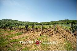 190-HECTARE ESTATE FOR SALE IN MAREMMA, TUSCANY | Romolini - Christie's