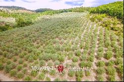 ORGANIC ESTATE FOR SALE IN CHIANTI, TUSCANY ITALY