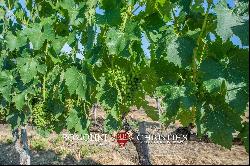 WINE ESTATE WITH APARTMENT FOR SALE IN GROSSETO, TUSCANY MONTECUCCO