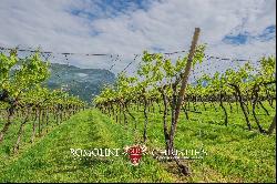 WINE ESTATE FOR SALE IN TRENTINO-ALTO ADIGE