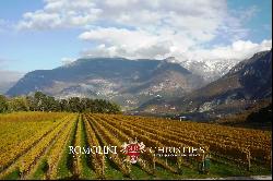 WINE ESTATE FOR SALE IN TRENTINO-ALTO ADIGE