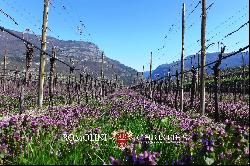 WINE ESTATE FOR SALE IN TRENTINO-ALTO ADIGE