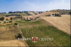 6.9-ha BOUTIQUE ORGANIC WINERY FOR SALE IN ITALY, MARCHE