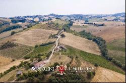 6.9-ha BOUTIQUE ORGANIC WINERY FOR SALE IN ITALY, MARCHE