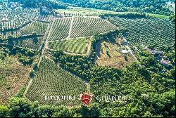 ORGANIC WINERY FOR SALE IN CHIANTI CLASSICO, TUSCANY