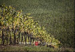 WINE ESTATE WITH 31 HECTARES OF VINEYARDS FOR SALE IN MONTEPULCIANO, TUSCANY