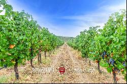 ORGANIC WINE ESTATE WITH 96 HA OF VINEYARDS FOR SALE IN MAREMMA, TUSCANY