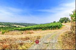 ORGANIC WINE ESTATE WITH 96 HA OF VINEYARDS FOR SALE IN MAREMMA, TUSCANY