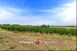 ORGANIC WINE ESTATE WITH 96 HA OF VINEYARDS FOR SALE IN MAREMMA, TUSCANY