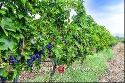 ORGANIC WINE ESTATE WITH 96 HA OF VINEYARDS FOR SALE IN MAREMMA, TUSCANY