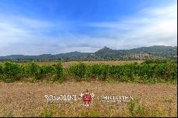 ORGANIC WINE ESTATE WITH 96 HA OF VINEYARDS FOR SALE IN MAREMMA, TUSCANY