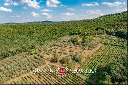 WINE AND OIL ESTATE FOR SALE IN TUSCANY, VALDARNO