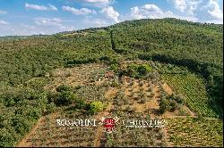 WINE AND OIL ESTATE FOR SALE IN TUSCANY, VALDARNO