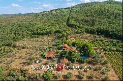 WINE AND OIL ESTATE FOR SALE IN TUSCANY, VALDARNO