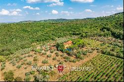 WINE AND OIL ESTATE FOR SALE IN TUSCANY, VALDARNO