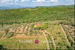 WINE AND OIL ESTATE FOR SALE IN TUSCANY, VALDARNO