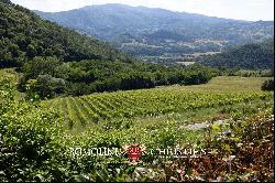 WINE ESTATE WITH 13.3 HA OF VINEYARDS FOR SALE, CHIANTI RUFINA