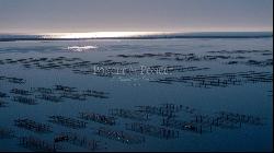 Lucrative shellfish farm on the Etang de Thau with restaurant.