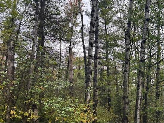 160 Acres of Beautiful Forested Land in the Heart of Bayfield County!