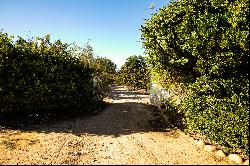 A SCENIC FARM IN THE WINELANDS