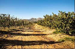 A SCENIC FARM IN THE WINELANDS