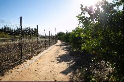 A SCENIC FARM IN THE WINELANDS