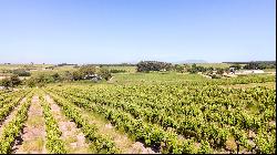 92 HA WINE FARM OF WHICH 75 HA'S OF VINEYARDS, SEVEN CULTIVARS PLUS A VIEW OF TABLE MOUNT