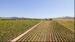 92 HA WINE FARM OF WHICH 75 HA'S OF VINEYARDS, SEVEN CULTIVARS PLUS A VIEW OF TABLE MOUNT