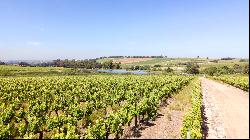 92 HA WINE FARM OF WHICH 75 HA'S OF VINEYARDS, SEVEN CULTIVARS PLUS A VIEW OF TABLE MOUNT