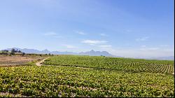 92 HA WINE FARM OF WHICH 75 HA'S OF VINEYARDS, SEVEN CULTIVARS PLUS A VIEW OF TABLE MOUNT