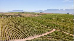 92 HA WINE FARM OF WHICH 75 HA'S OF VINEYARDS, SEVEN CULTIVARS PLUS A VIEW OF TABLE MOUNT