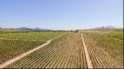 92 HA WINE FARM OF WHICH 75 HA'S OF VINEYARDS, SEVEN CULTIVARS PLUS A VIEW OF TABLE MOUNT