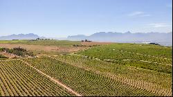 92 HA WINE FARM OF WHICH 75 HA'S OF VINEYARDS, SEVEN CULTIVARS PLUS A VIEW OF TABLE MOUNT