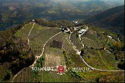 ORGANIC CUTTING-EDGE WINERY FOR SALE IN LANGHE, PIEDMONT