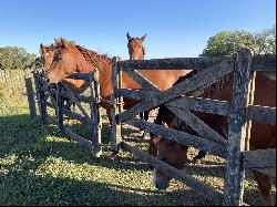 Las Mandarinas, 11 hectares, Capitan Sarmiento, Buenos Aires