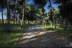 Exclusive plot in La Moraleja with views of Madrid and potential for residential and vine