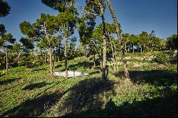 Exclusive plot in La Moraleja with views of Madrid and potential for residential and vine